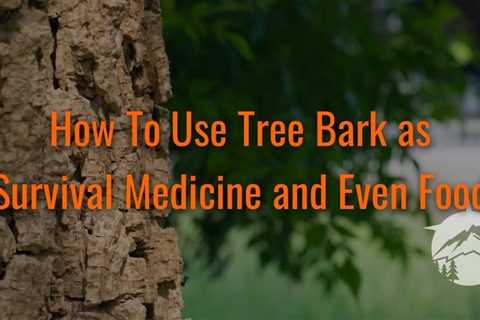 How To Use Tree Bark as Survival Medicine and Even Food