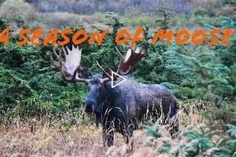 A Season of Moose