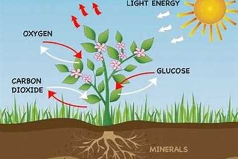 Survival Plants - Medical and Edible Plants You Can Eat in the Wild