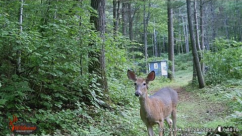 Wisconsin Trail Cam