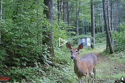 Wisconsin Trail Cam