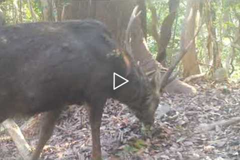 Japan Trail Camera Wildlife (Browning trail cam videos)