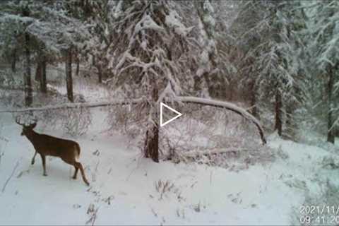 Trail Camera Video May 29, 2022