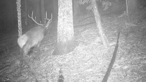 Trail Camera Video June 4, 2022