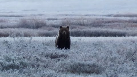 Real life grizzly encounter caught on video. Yellowstone National Park