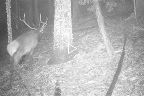 Trail Camera Video June 4, 2022