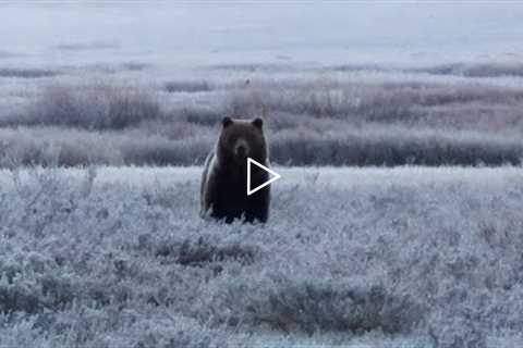 Real life grizzly encounter caught on video. Yellowstone National Park