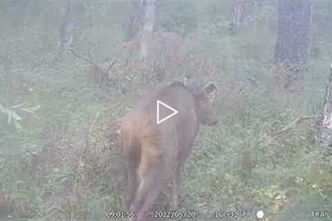 May Monthly Mashup and trail camera footage