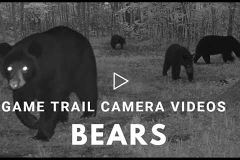 Bears near the Nicolet National Forest - Trail Camera (2022)