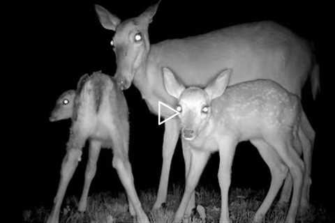 Cutest Baby Deer Fawns with Mom in Pennsylvania Woods - caught on Trail Camera