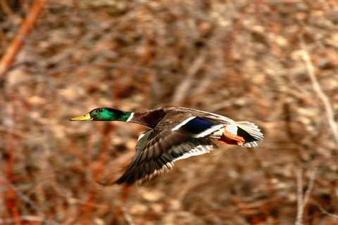 What Do Duck Hunters Do With the Dead Ducks?