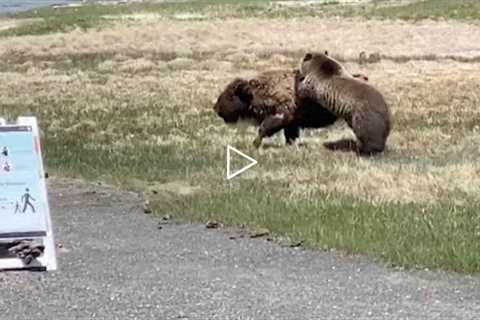 Bear And Bison Fight At Yellowstone National Park