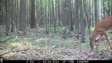 Michigan Trail Camera Critters 070422