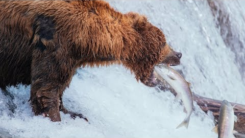 Brown Bears of Katmai | Alaska Day 8 | Brooks Falls to Anchorage