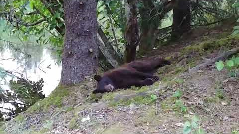 Cinnamon Black Bear Eating Sockeye Salmon Then Nap!  Alaskan Wildlife - Juneau, Alaska