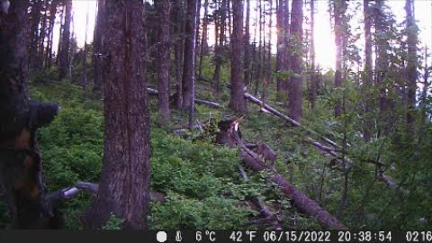 Trail Camera Video July 22, 2022