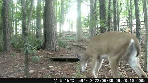 Backyard Trail Cam Wildlife Footage