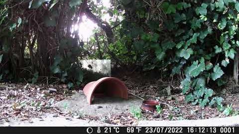 Garden Trail Camera - Penny's Garden - part three