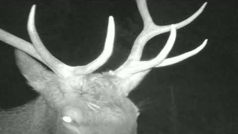 Lost Trail Cam Footage! 2020 Elk Videos