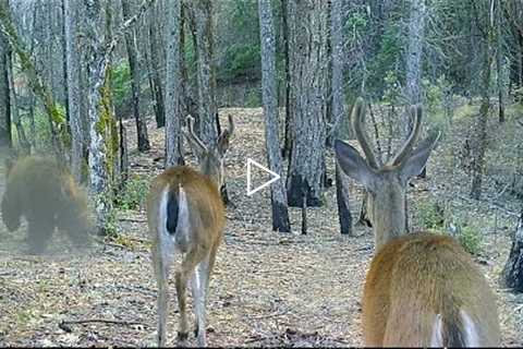 Trail Camera A Zone July, 2022