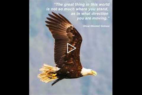 True North Inspiration Through Nature - Soaring Eagle