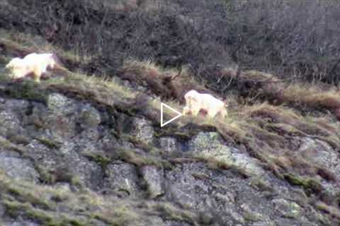 Alaskan Mountain Goats. 2 Billy's browsing the cliffside.