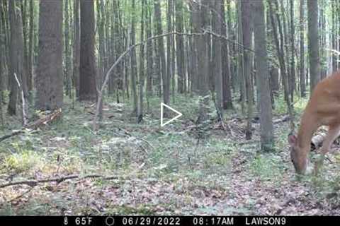 Michigan Trail Camera Critters 070422