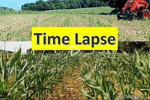 Corn food plot trail cam time lapse Southern Illinois land