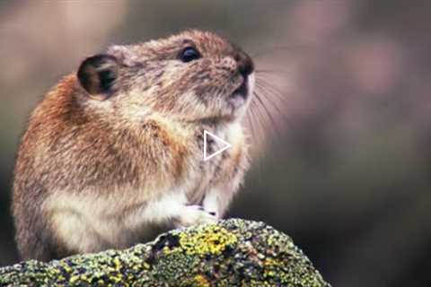 How the Collared Pika Prepares For Winter | Wild Alaska | BBC Earth