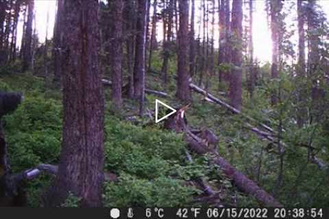 Trail Camera Video July 22, 2022