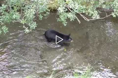 Black Bear Fishing! Alaskan Wildlife - Juneau, Alaska