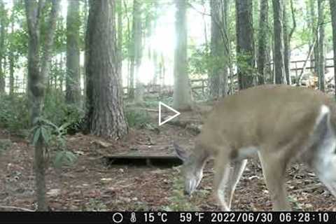 Backyard Trail Cam Wildlife Footage