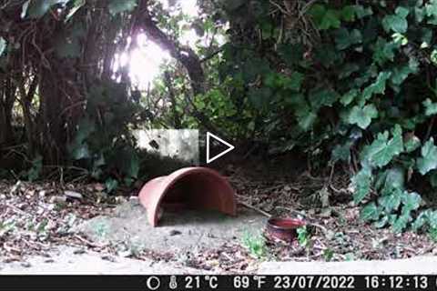 Garden Trail Camera - Penny's Garden - part three