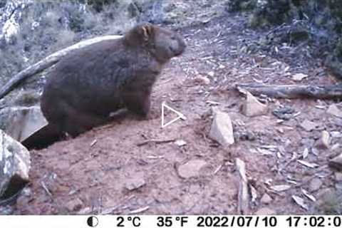 Miena wombat trail camera footage