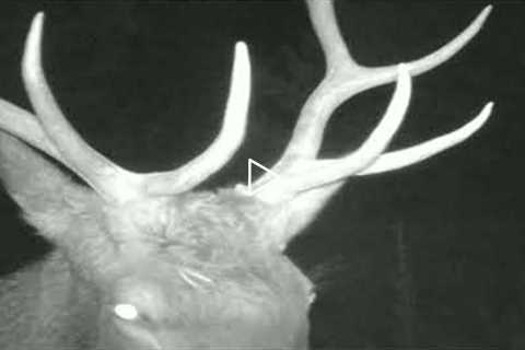 Lost Trail Cam Footage! 2020 Elk Videos