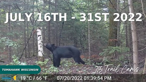 July 16th - 31st 2022 Tomahawk Wisconsin Trail Cam Videos