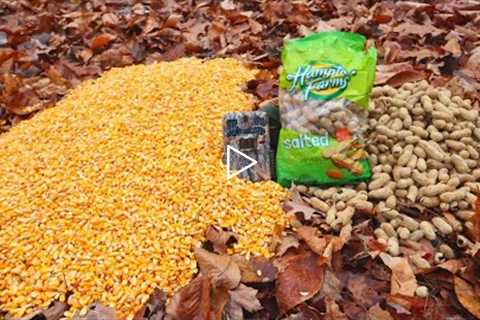 Trail Camera: Pile of Corn vs. Pile of Peanuts in the Woods!