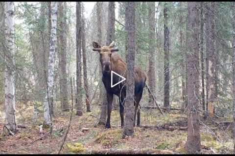 Alaska Trail Cam Video May 14, 2021