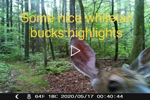 Lost trail camera footage of some nice whitetail bucks