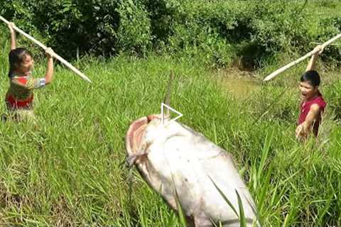 Survival skills : Primitive life find and catch fish on mud ponds - Skills catch fish simple