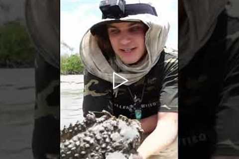 The Most VENOMOUS Fish in the World! ?? #shorts