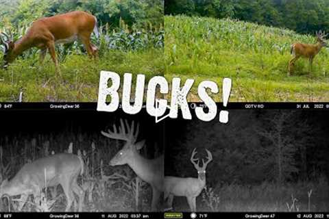 See the Bucks that showed on our Trail Cameras: August 2022