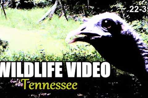 Narrated Wildlife Video 22-35 from Trail Cameras in the Tennessee Foothills of the Smoky Mountains