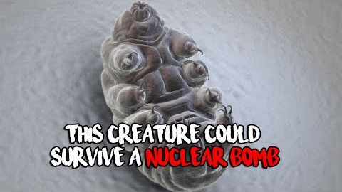 These Creatures Could Survive A Nuclear Bomb!