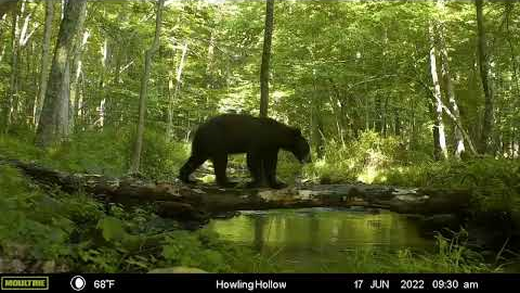 Wilderness Trail Cam