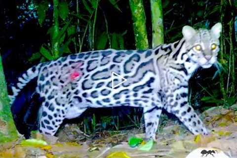 Trail Cam Videos: 1000 Hours in the Jungle: Rain Forest Animals