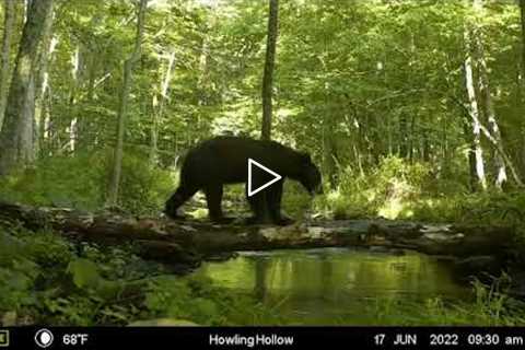 Wilderness Trail Cam