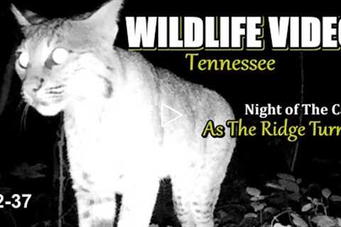 Narrated Wildlife Video 22-37 from Trail Cameras in the Tennessee Foothills of the Smoky Mountains