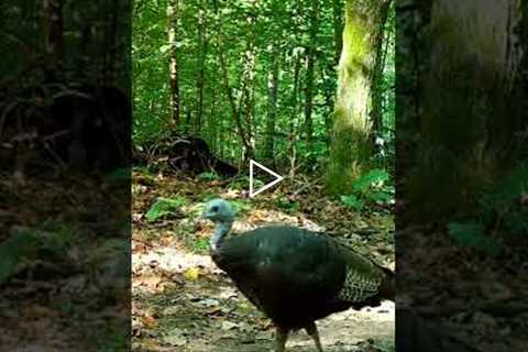 Trail Camera: Turkey Walk By!!!