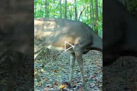 Trail Camera: Mob Of Deer Passing Camera!!!